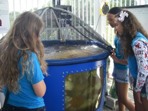 Reefdogs studying an aquaculture facility at the FAU Harbor Branch Oceanographic Institute.